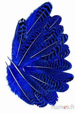 Pavone blu - 10-17 cm - bruno-blu